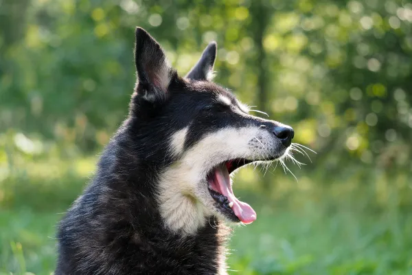 Why do dogs yawn