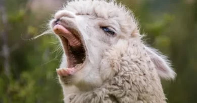 Why do the lamas spit?