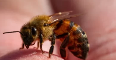 Do bees sting or bite?