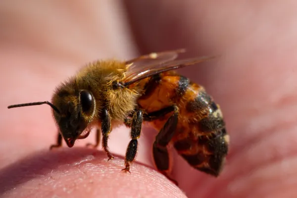 Do bees sting or bite?