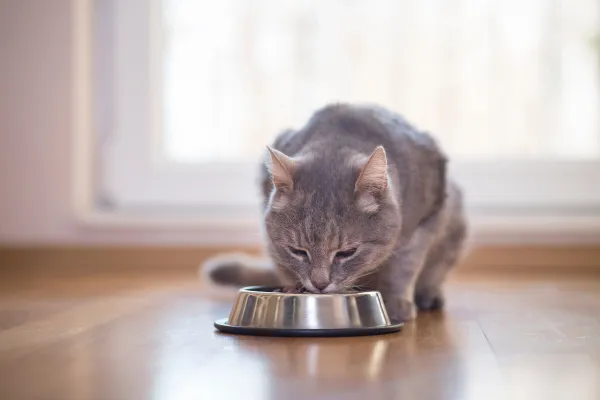 The best grain-free food for cats