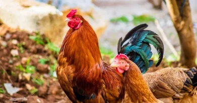 Do chickens lay eggs without a rooster?