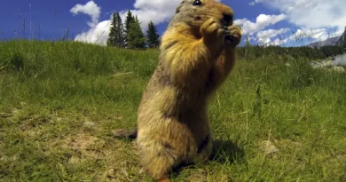 What do groundhogs eat?