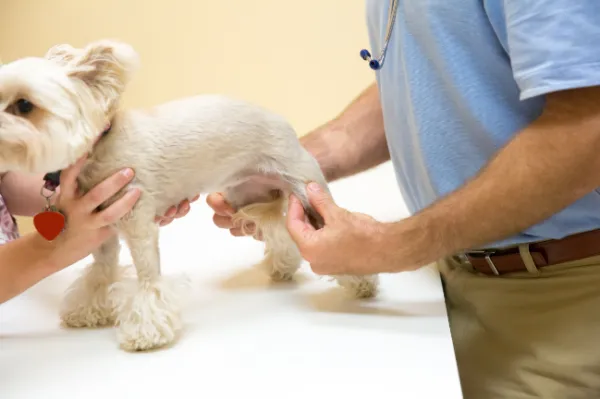 How to strengthen dogs' joints?