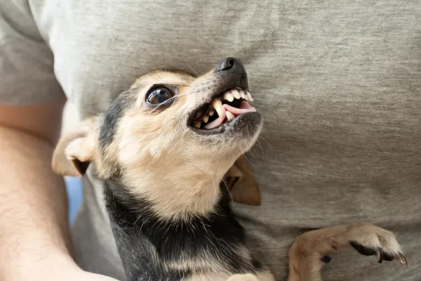Why are Chihuahuas Aggressive? - TecnoMD