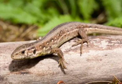 How long does a lizard live?