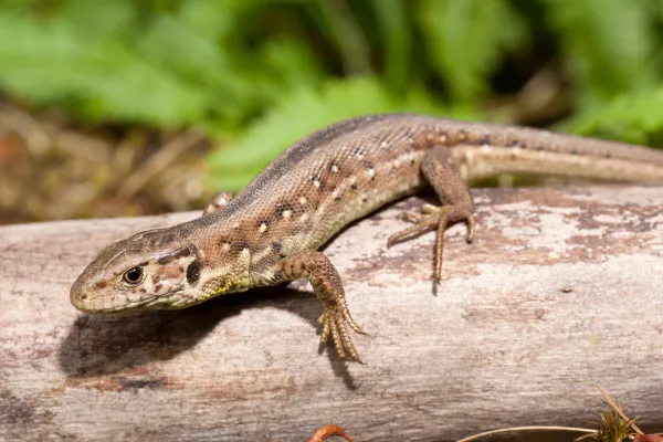 How long does a lizard live?