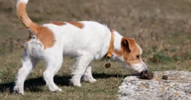 If you saw your dog chewing his own feces, you probably got a tremendous scare and, now, you are wondering what the solution is to stop your dog from eating his feces.