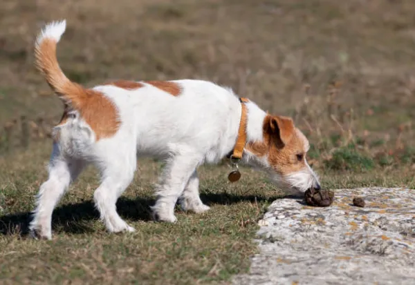 If you saw your dog chewing his own feces, you probably got a tremendous scare and, now, you are wondering what the solution is to stop your dog from eating his feces.