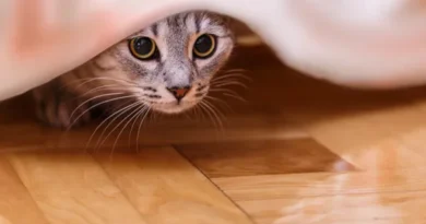 Why does my cat hide when people come