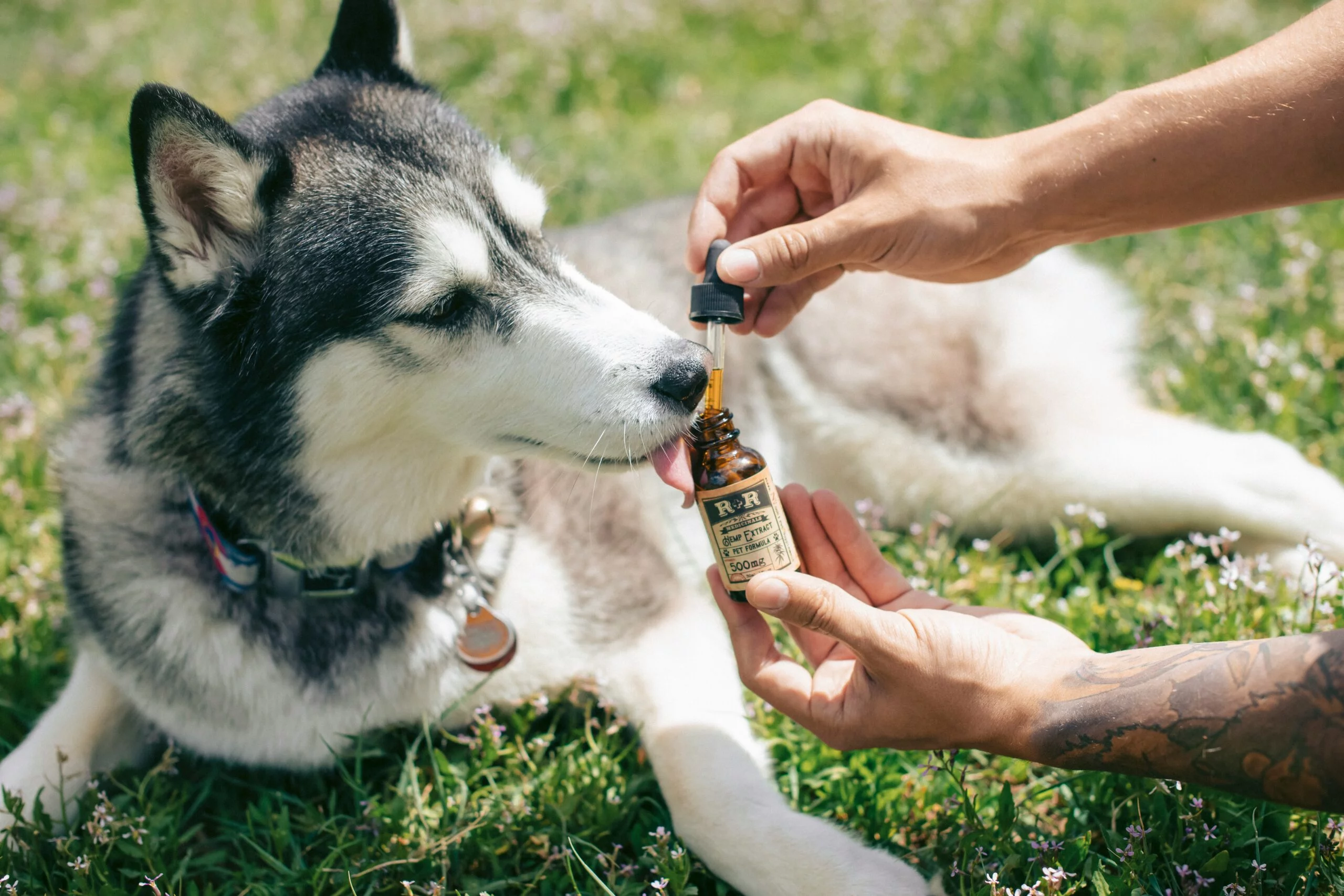 man giving medicine to a Siberian husky